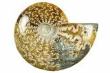 Polished Ammonite (Cleoniceras) Fossil - Madagascar #344297-1